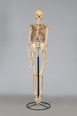 Lot 1194 - Modell eines menschlichen Skeletts