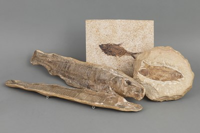 Lot 1090 - 3 Fossilien "Fische"