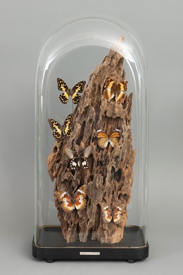 Diorama mit Schmetterlingen (diverse, u.a. "Atrophaneura aristolochiae")